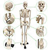 Supertek Human Skeleton Model with Key, 34" Image 4