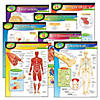 TREND The Human Body Learning Charts Combo Pack, Set of 7 Image 1