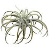 Vickerman 10.5" Artificial Gray Tillandsia Pick. Image 1