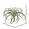 Vickerman 10.5" Artificial Gray Tillandsia Pick. Image 2