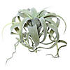Vickerman 10.5" Artificial Green Tillandsia Pick. Image 1