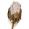 Vickerman 11-13" Blush King Protea Stem, Includes 2 per Pack, Dried Image 1
