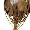 Vickerman 11-13" Blush King Protea Stem, Includes 2 per Pack, Dried Image 2
