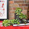 Vickerman 11" Artificial Green Aeonium Spray Includes 3 sprays per pack Image 1