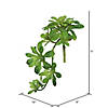 Vickerman 11" Artificial Green Aeonium Spray Includes 3 sprays per pack Image 2