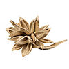Vickerman 12-16" Bleached Star Pod, Extra Large Image 1