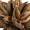 Vickerman 12-16" Natural Star Pod, Extra Large Image 1