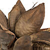 Vickerman 12-16" Natural Star Pod, Extra Large Image 2