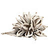 Vickerman 12-16" White Wash Star Pod, Extra Large Image 1