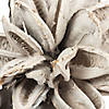 Vickerman 12-16" White Wash Star Pod, Extra Large Image 1