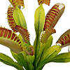 Vickerman 12" Green Artificial Venus Flytrap Plant 3/bag Image 1