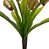 Vickerman 12" Green Artificial Venus Flytrap Plant 3/bag Image 4