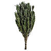 Vickerman 12" Green Salignum, Male, Includes 6-7 oz per Bundle, Dried Image 1