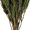 Vickerman 12" Green Salignum, Male, Includes 6-7 oz per Bundle, Dried Image 1