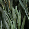 Vickerman 12" Green Salignum, Male, Includes 6-7 oz per Bundle, Dried Image 2