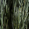 Vickerman 12" Green Salignum, Male, Includes 6-7 oz per Bundle, Dried Image 3