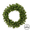 Vickerman 12" Mini Pine Artificial Christmas Wreath, Unlit, Set of 4 Image 2