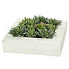 Vickerman 12"x12" Artificial Green Succulent Arrangement Image 1