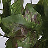 Vickerman 13" Artificial Green Ivy Bush - 2/pk Image 1