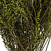 Vickerman 14-18" Oasis Green Stoebe Bundle, Preserved Image 2
