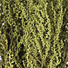 Vickerman 14-18" Oasis Green Stoebe Bundle, Preserved Image 3