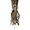 Vickerman 14-18" Oasis Green Stoebe Bundle, Preserved Image 4