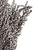 Vickerman 14-18" Silver White Stoebe Bundle Image 3