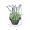 Vickerman 14.5" Artificial Lavender in Galvanized Pot Image 1