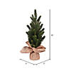 Vickerman 15" Balsam Fir Sapling Artificial Christmas Tree, Unlit, 2 Pack Image 2