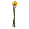 Vickerman 16-18" Yellow Billy Buttons. 25-30 stem bundle, Dried Image 1
