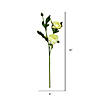 Vickerman 16" Artificial Lime Peony Spray Includes 6 sprays per pack Image 1