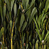 Vickerman 18-24" Oasis Green Platys Foliage Bundle, Comes in a 5 oz Bundle, Preserved Image 2