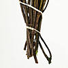 Vickerman 18-24" Oasis Green Platys Foliage Bundle, Comes in a 5 oz Bundle, Preserved Image 3