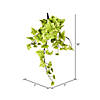 Vickerman 18" Artificial Light Green Ivy Hanging Bush, Set of 3 Image 1