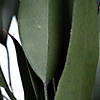 Vickerman 18" Green Weeping Willow Eucalyptus Foliage, 5 oz Bundle, Preserved Image 1