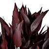 Vickerman 18" Red Weeping Willow Eucalyptus Foliage, 5 oz Bundle, Preserved Image 1
