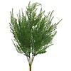 Vickerman 19.5" Artificial Green Asparagus Bush. Image 1