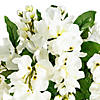 Vickerman 19 " Artificial White Wisteria Bush. Image 2