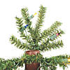 Vickerman 2' 3' 4' Natural Alpine Christmas Tree Set with Multi-Colored Lights Image 1