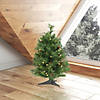 Vickerman 2' Cheyenne Pine Christmas Tree with Warm White LED Lights Image 3