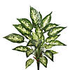 Vickerman 22" Artificial Green and White Dieffenbachia Exotica Bush. Image 1