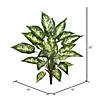 Vickerman 22" Artificial Green and White Dieffenbachia Exotica Bush. Image 2