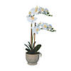 Vickerman 24.5" Artificial White Phalaenopsis In Cement Pot, Real Touch Petals Image 1