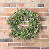 Vickerman 24" Artificial Green Olive Leaf Wreath Image 1