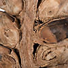 Vickerman 26-28" Natural Giant Seed Pod - Half Image 2