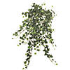 Vickerman 26" Artificial Variegated Mini Ivy Hanging Bush Image 1