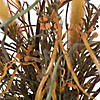 Vickerman 27" Artificial Yellow Euphorbia Onion Grass Bush. Image 2