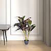 Vickerman 30" Artificial Real Touch Dracaena Image 1