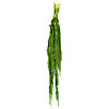 Vickerman 30" Spring Green Amaranthus Bundle, Preserved Image 1