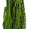 Vickerman 30" Spring Green Amaranthus Bundle, Preserved Image 1